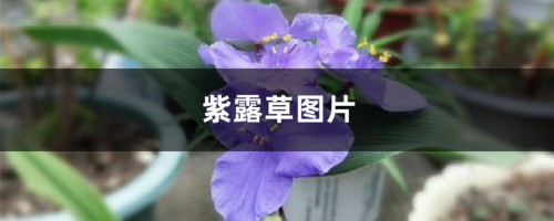 紫露草图片