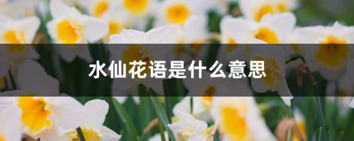 水仙花语是什么意思