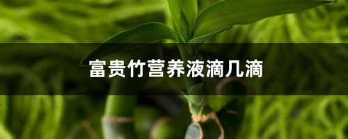 富贵竹营养液滴几滴