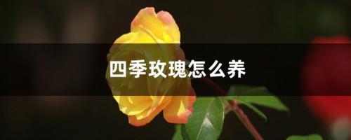 四季玫瑰怎么养