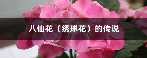 八仙花（绣球花）的传说