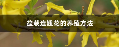 盆栽连翘花的养殖方法，特性及养护