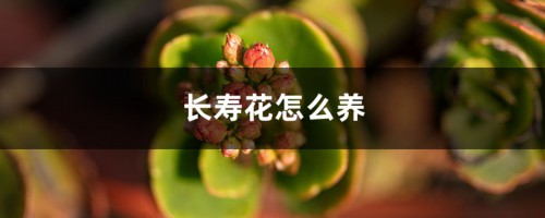 长寿花怎么养，在室内养有毒吗