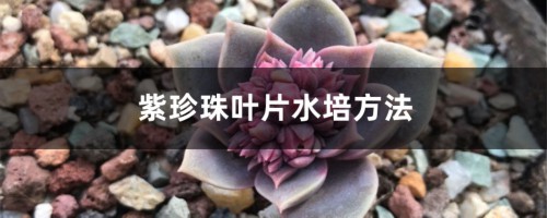 紫珍珠叶片水培方法