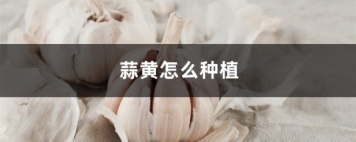 蒜黄怎么种植，什么是蒜黄