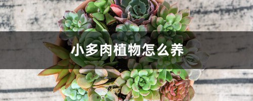 小多肉植物怎么养