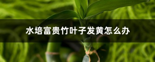 水培富贵竹叶子发黄怎么办