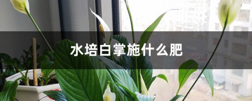 水培白掌施什么肥