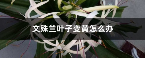 文殊兰叶子变黄怎么办