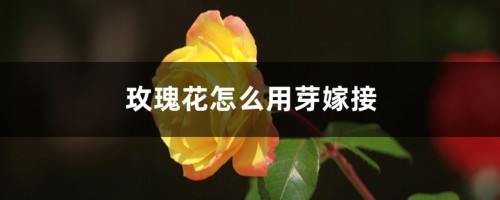 玫瑰花怎么用芽嫁接