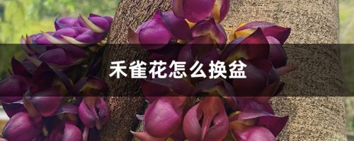 禾雀花怎么换盆