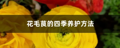 花毛茛的四季养护方法