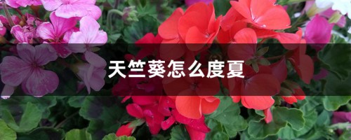 天竺葵怎么度夏